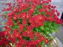DSC02409.JPG