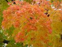 DSC02454.JPG