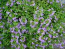 DSC02477.JPG