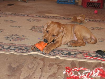 IMG_0338.JPG