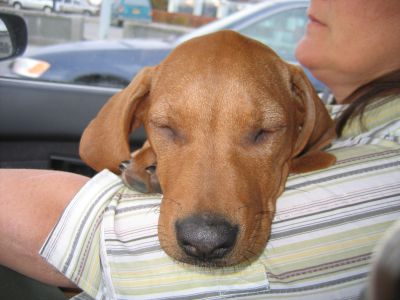 Baby Tika
